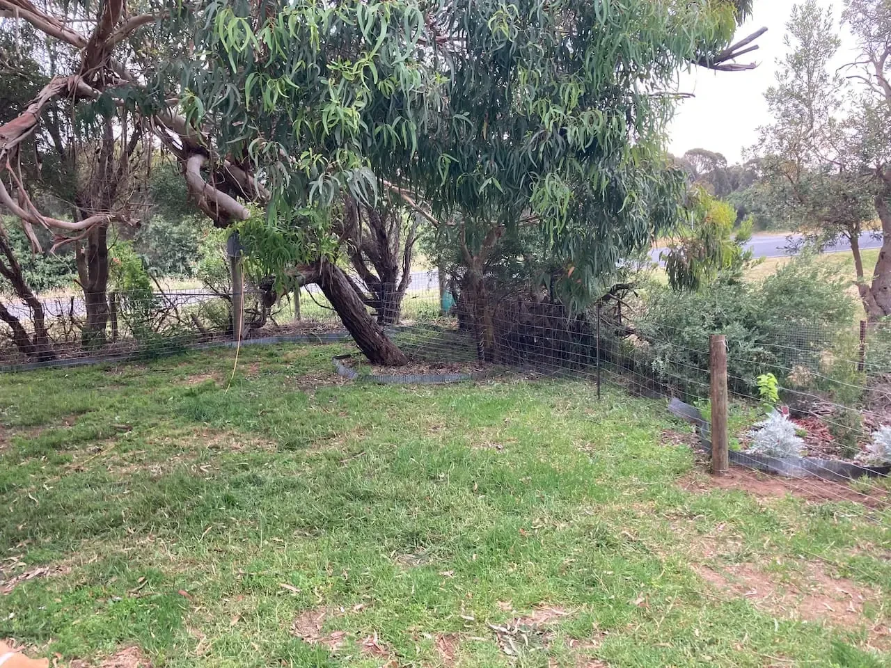 Fenced garden with eucalyptus trees and native bush