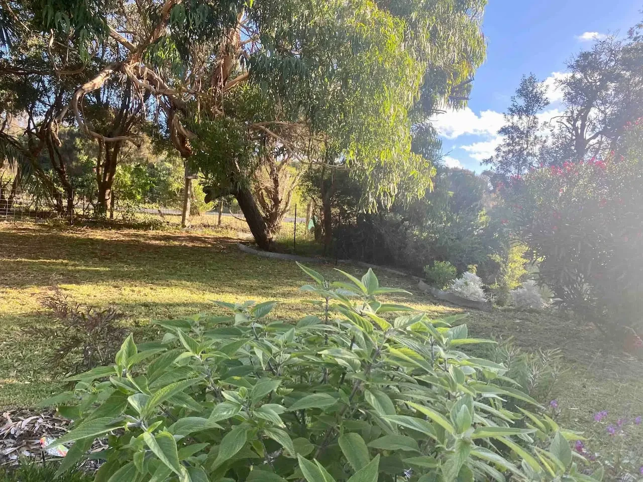 Lush garden and eucalyptus trees surrounding the property