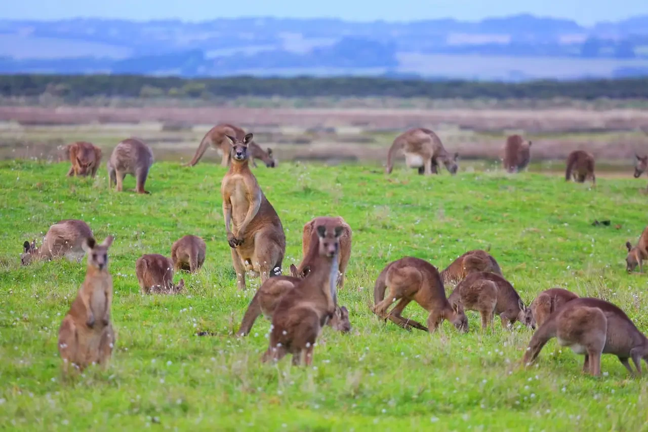 Retro Dunes meerkats foraging on green grassland