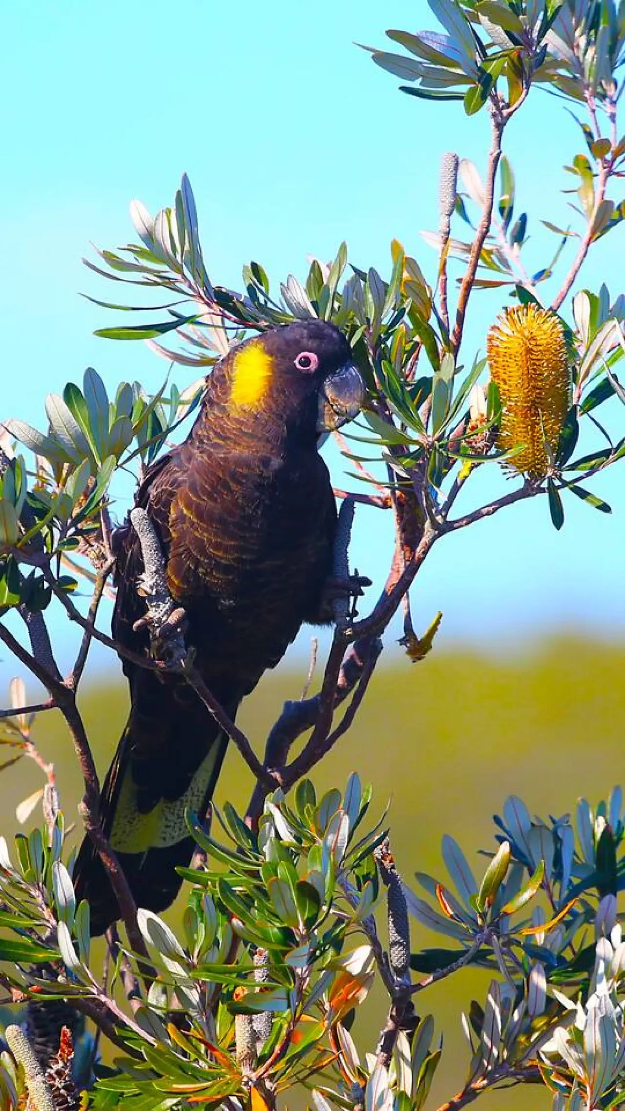 Retro Dunes black cockatoo on flowering branch